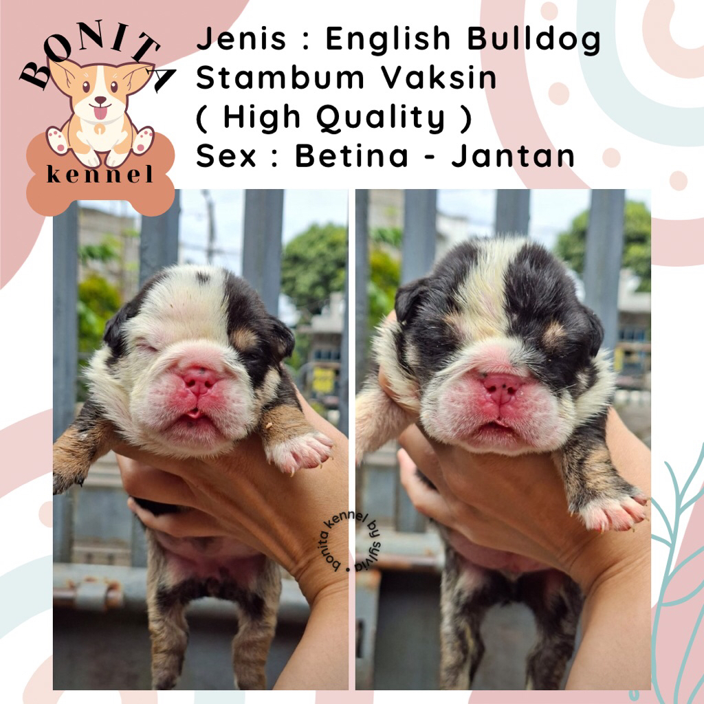 English Bulldog Stambum Anjing English Bulldog Jantan Betina