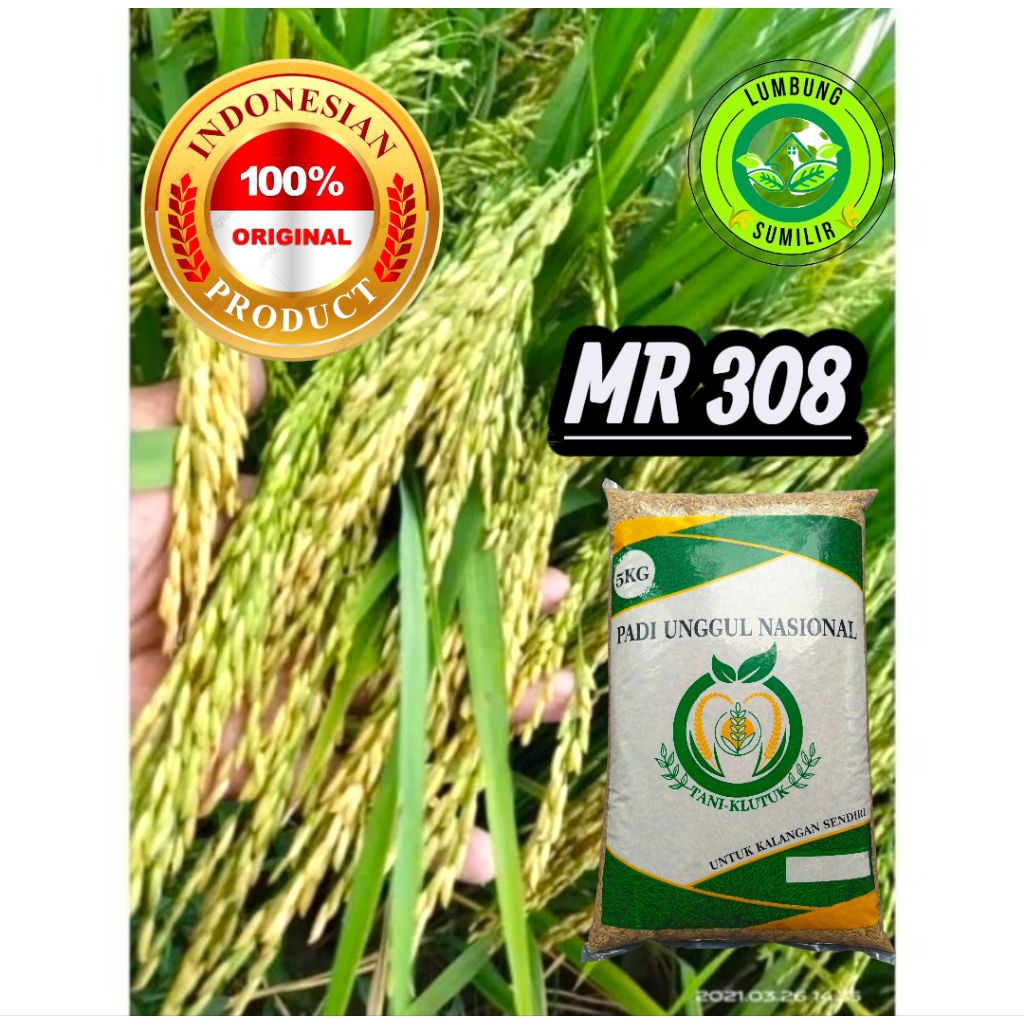 BENIH PADI MR-308 KEMASAN 5KG