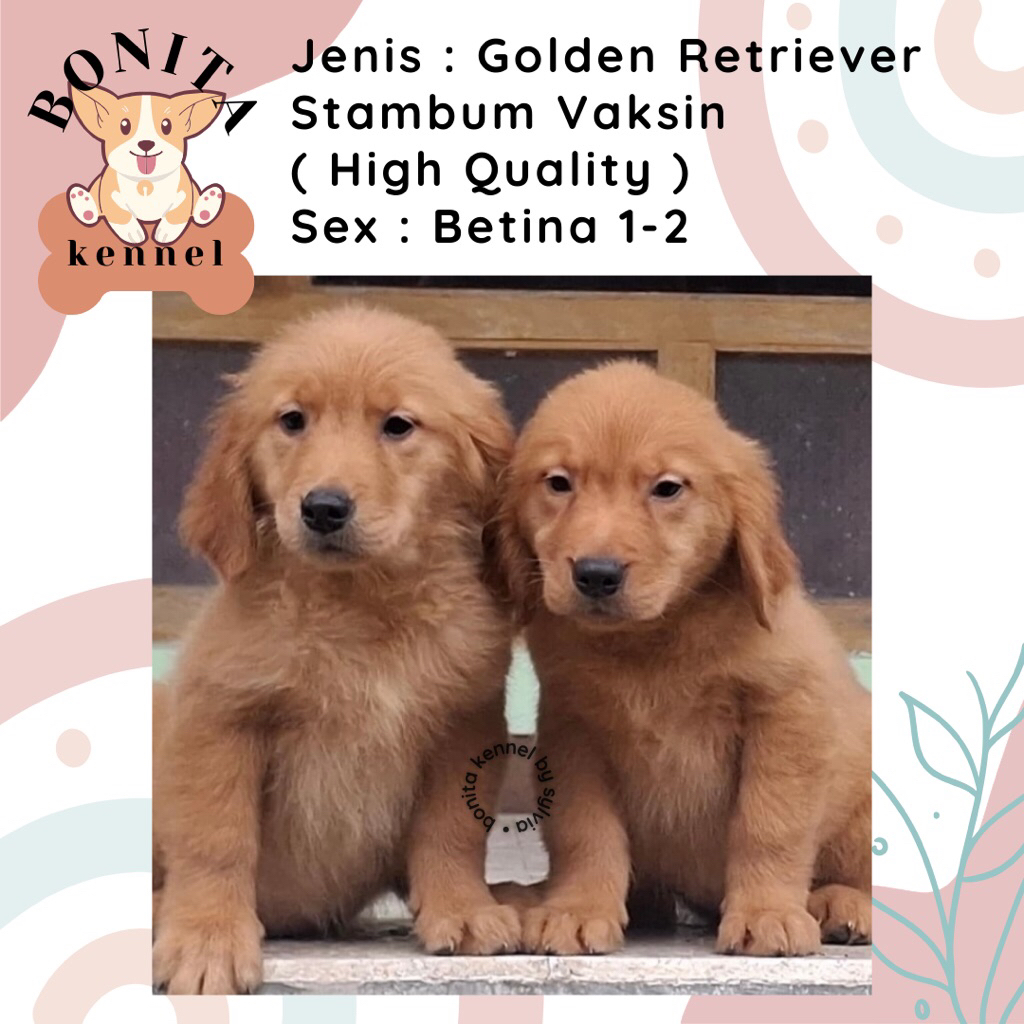 Golden Retriever Stambum Jantan Betina Anak Anjing Golden