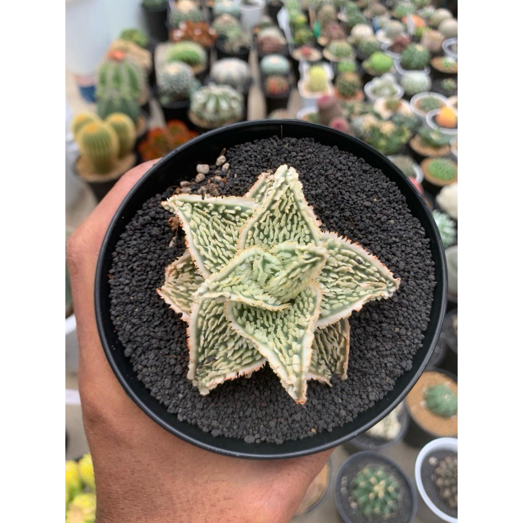 Aloe TCT