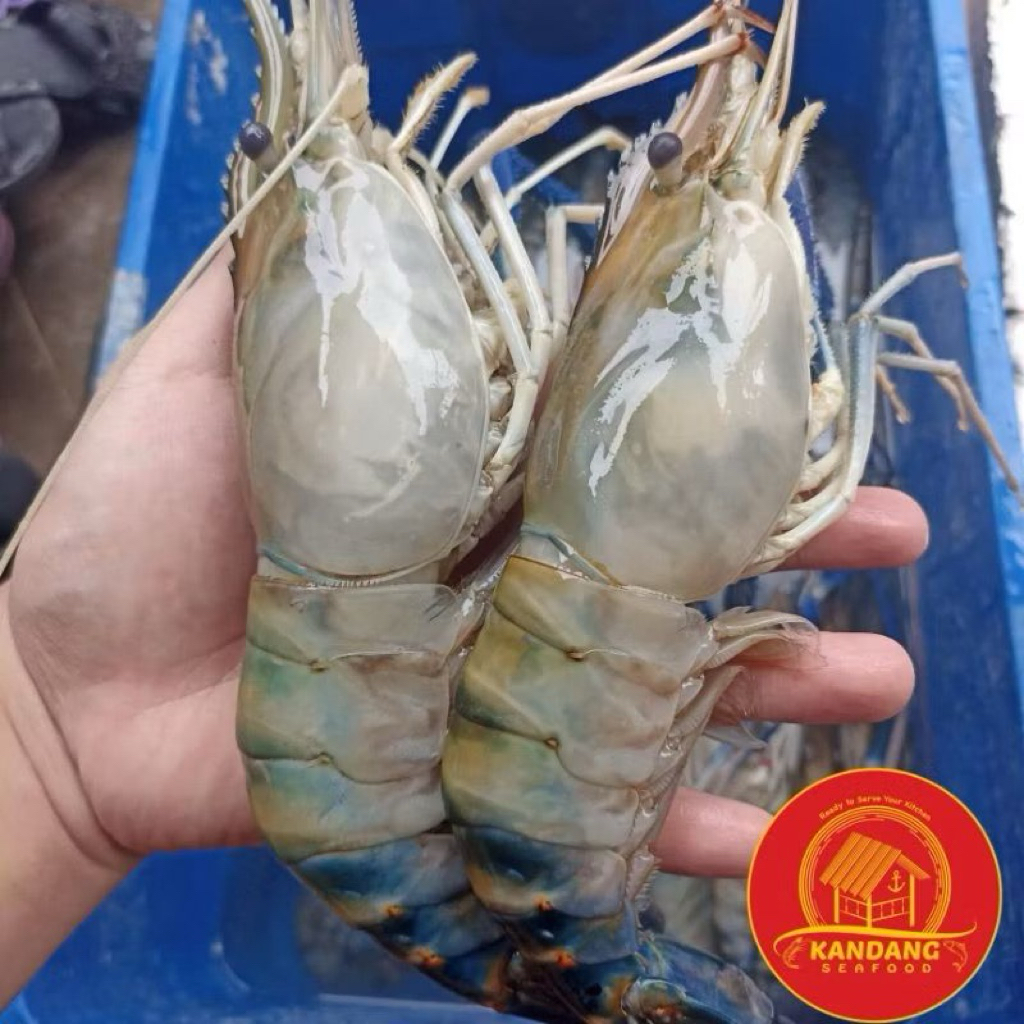 Udang Galah Jumbo/ Udang Capit Biru/ Giant Fresh Water Prawn