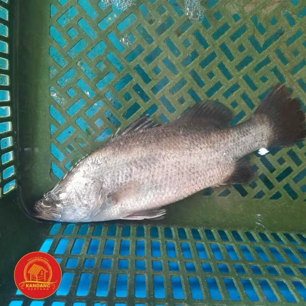 Ikan Kakap Putih Hidup/ Ikan Baramundi Hidup/ Kakap Putih Baramundi Live Seafood