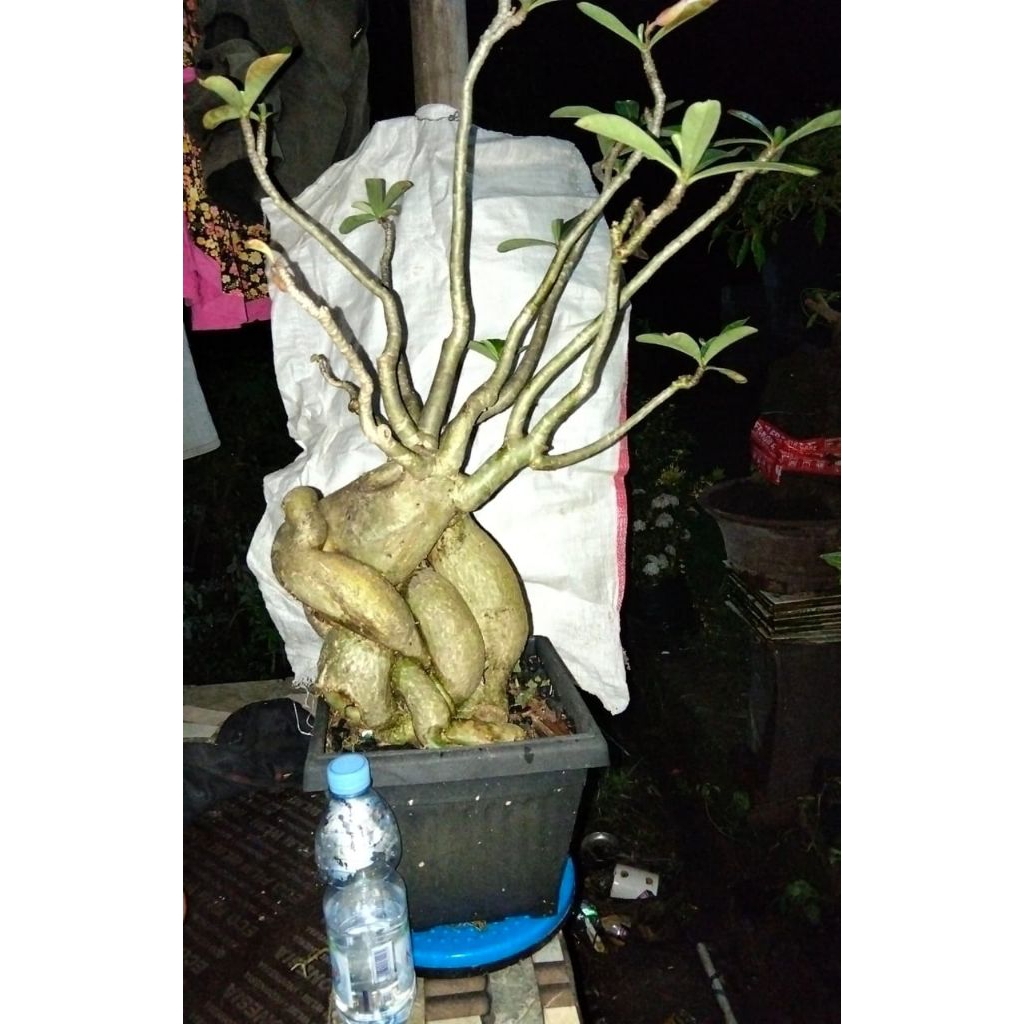 Bonsai Adenium Jepang bonggol besar berkarakter unik