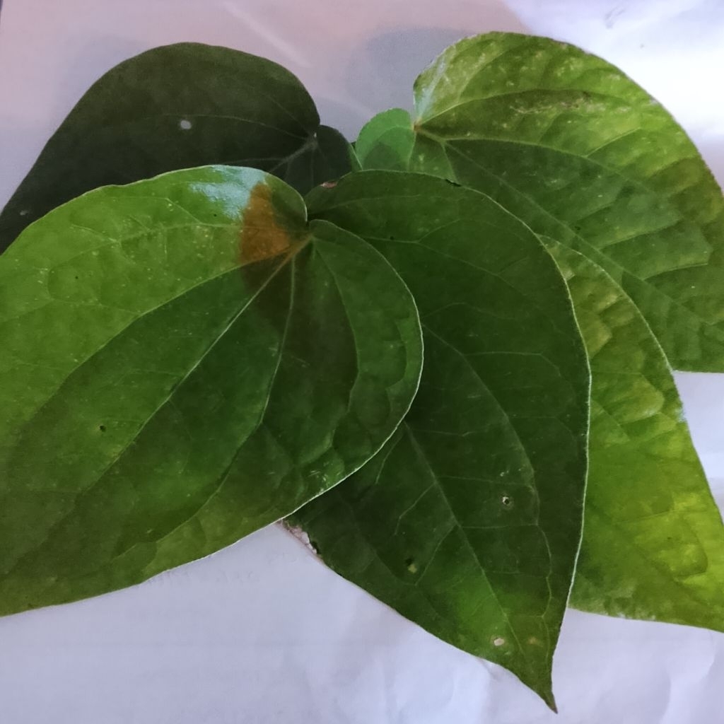 dau sirih temu ros/sirih nginang 1lb segar