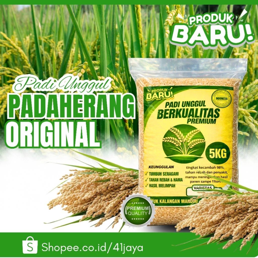 Benih padi unggul PADAHERANG kemasan 5kg