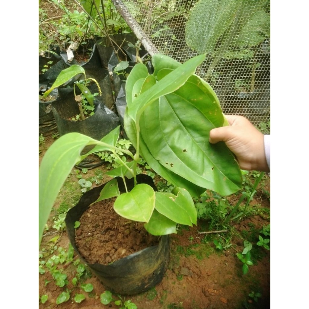 bibit daun bungkus tigajari/daun bungkus Papua