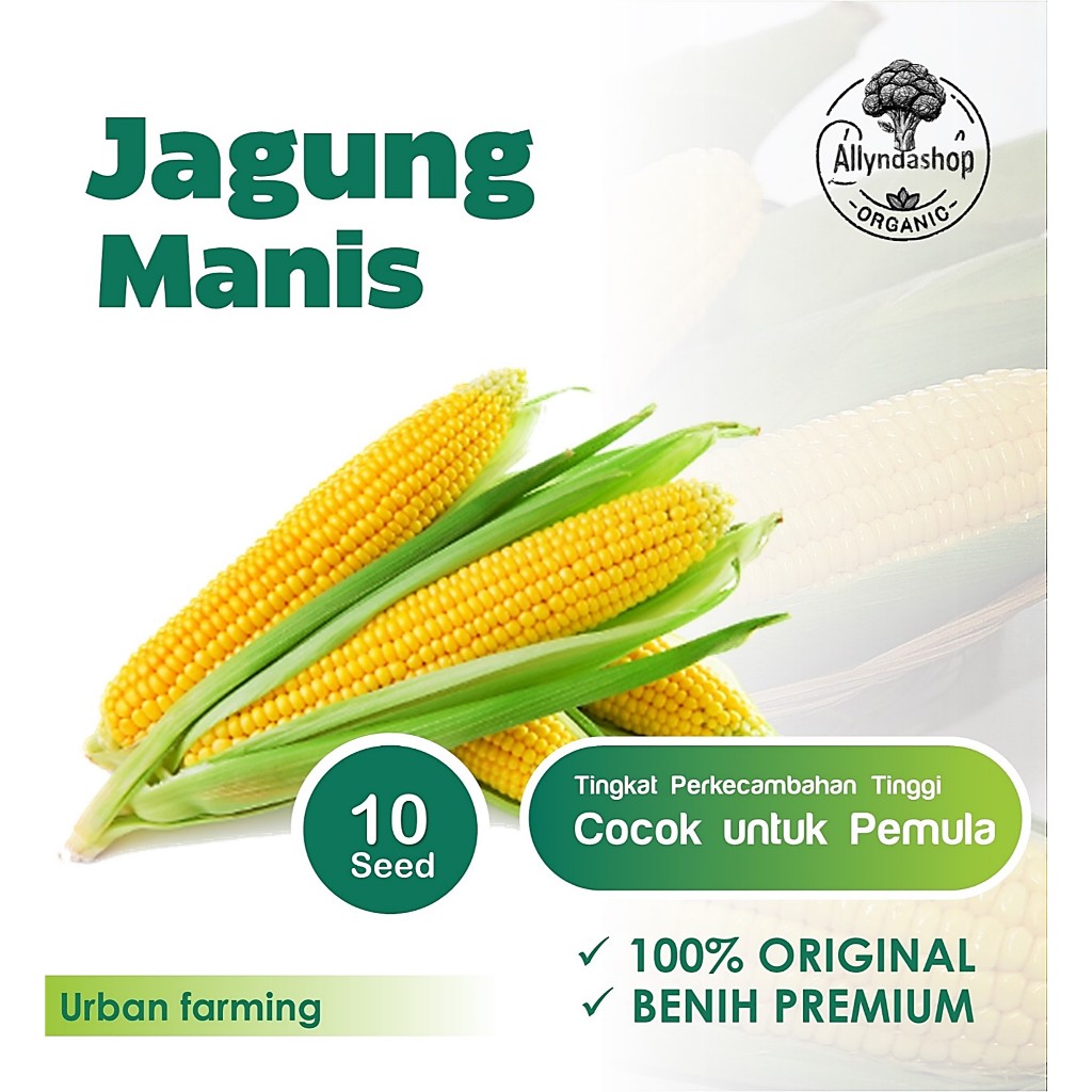 Bibit Benih Jagung Manis Unggul