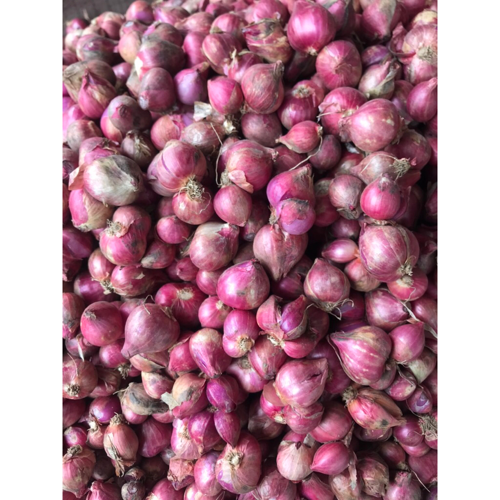 Bawang Merah Probolinggo