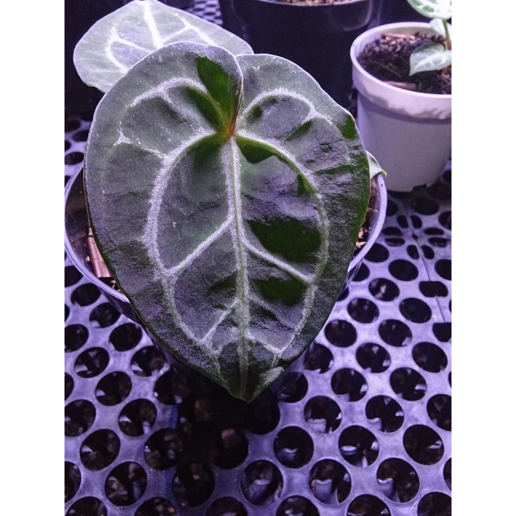 anthurium hu x Michele