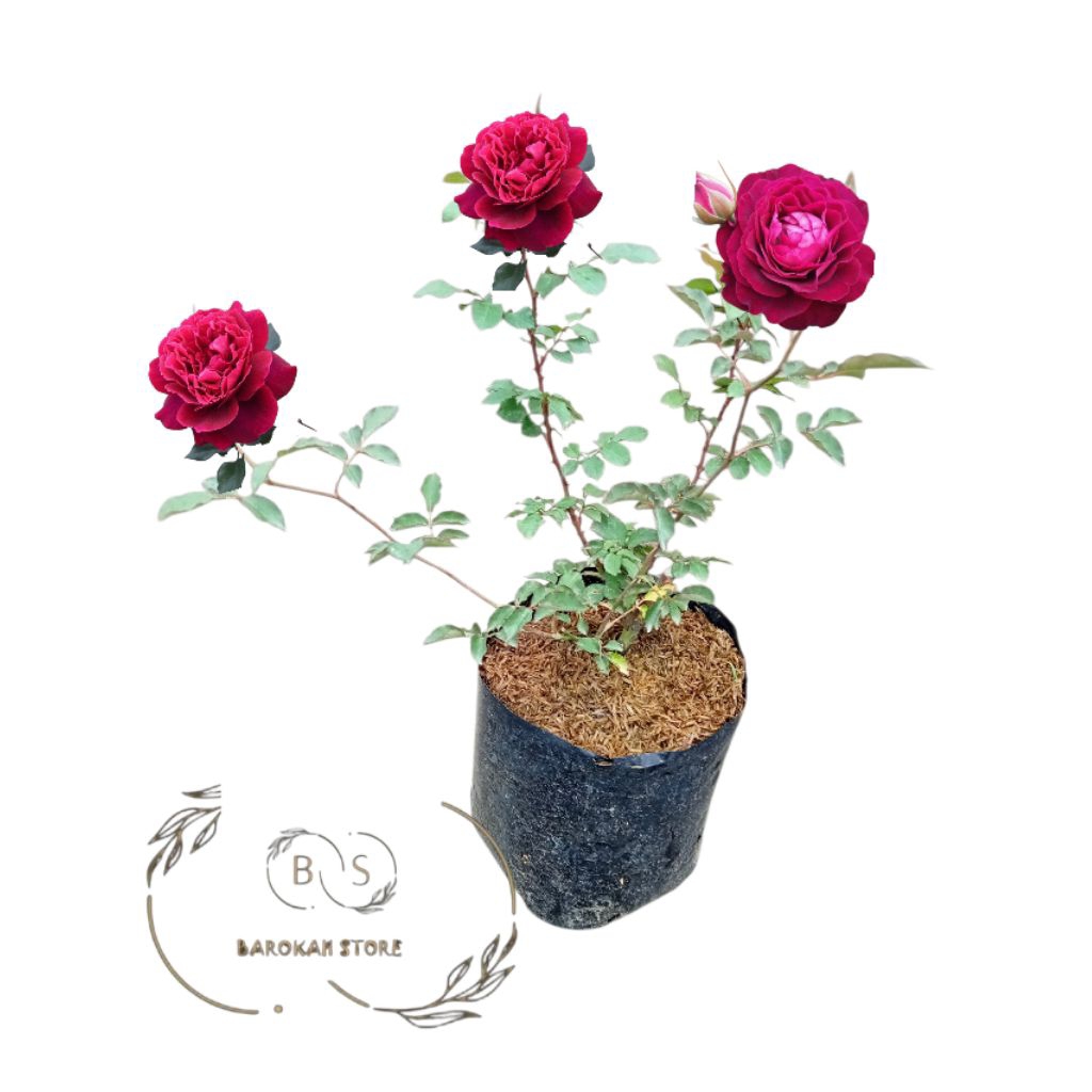 MAWAR IMPORT AUTUM ROUGE DEWASA/TANAMAN MAWAR BERBUNGA BESAR WANGI