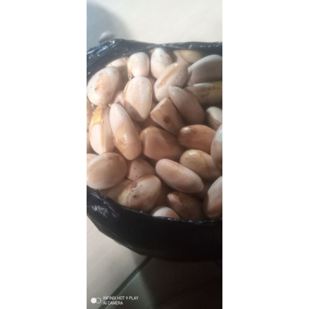 biji nangka beton segar 500gram