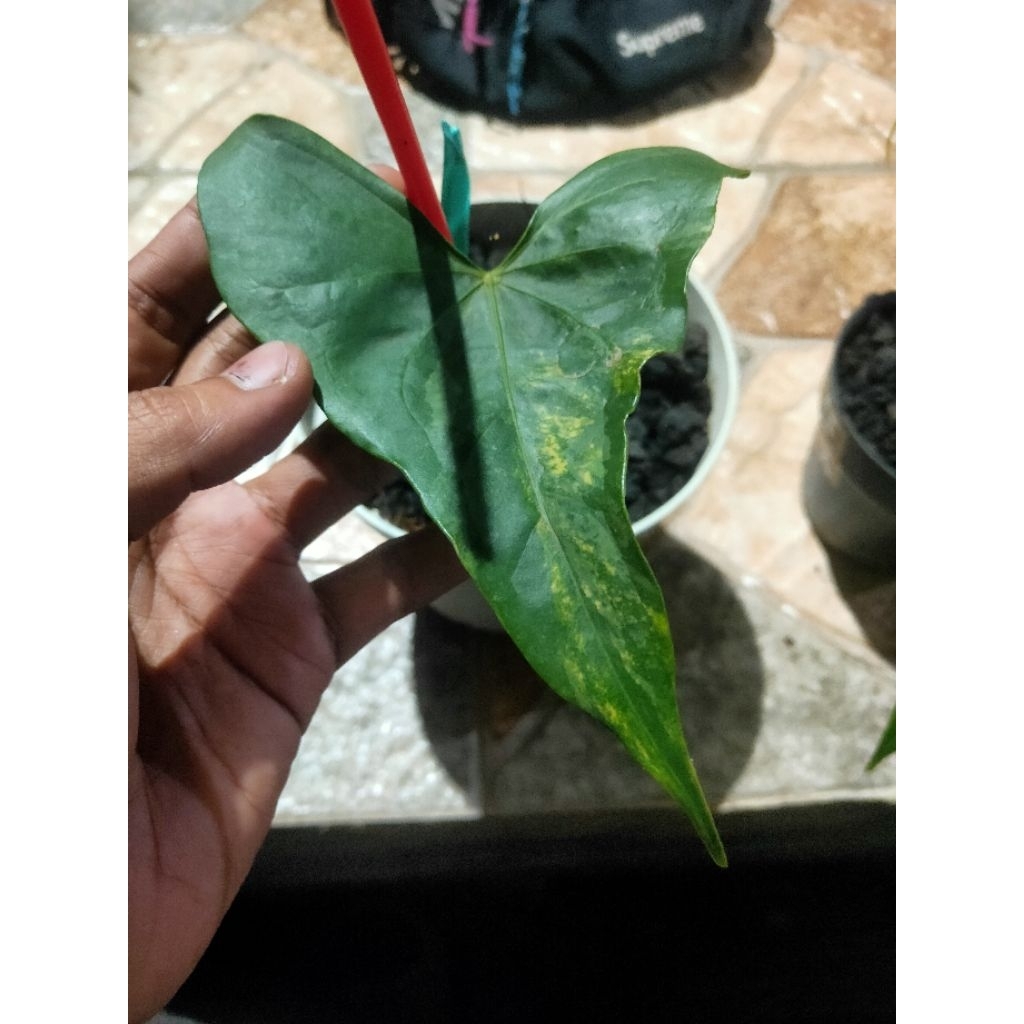 anthurium pterodactyl varigata sesuai variasi