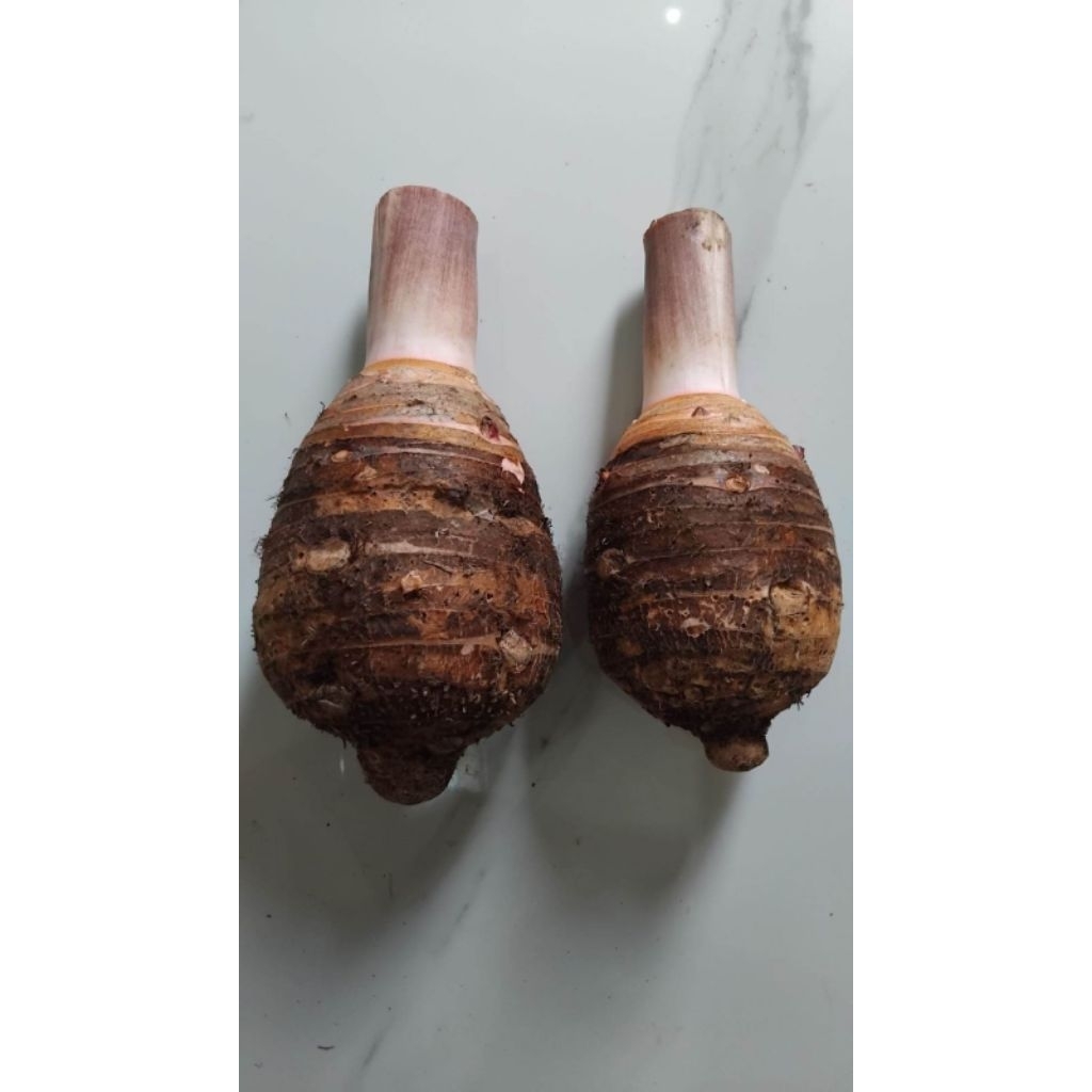 talas Bogor talas oleh² khas bogor
