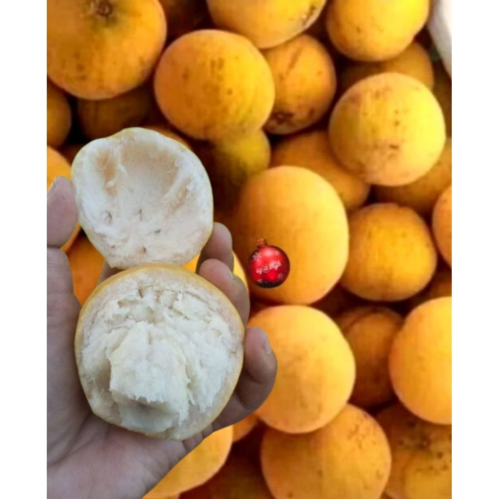 buah kecapi segar fress | buah kecapi fress per 1kg