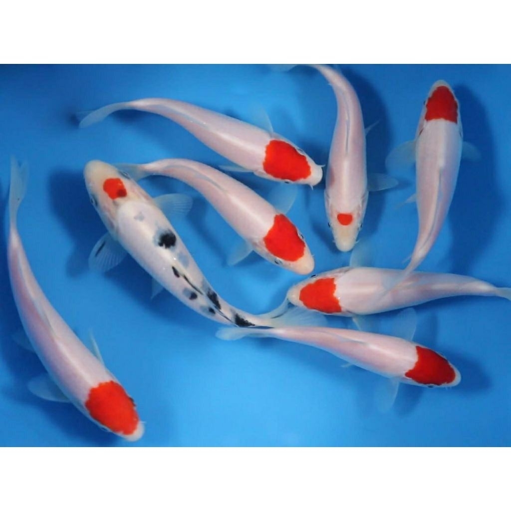 promo koleksi tancho kohaku