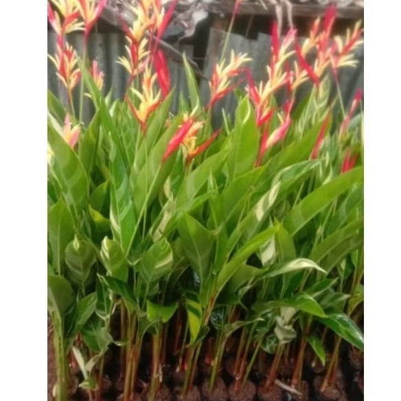 pohon pisang pisangan. pisang hericornia varigata
