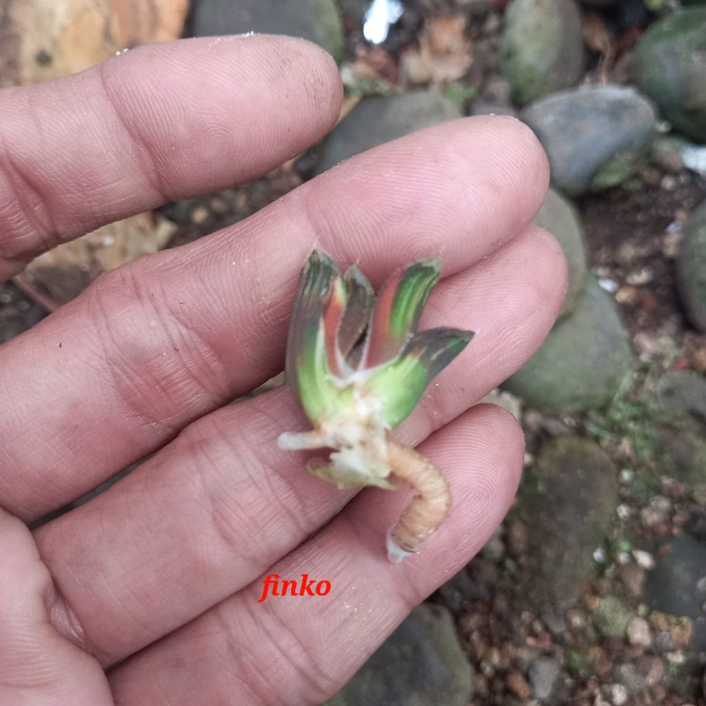 haworthia truncata seiko nishiki variegata striata