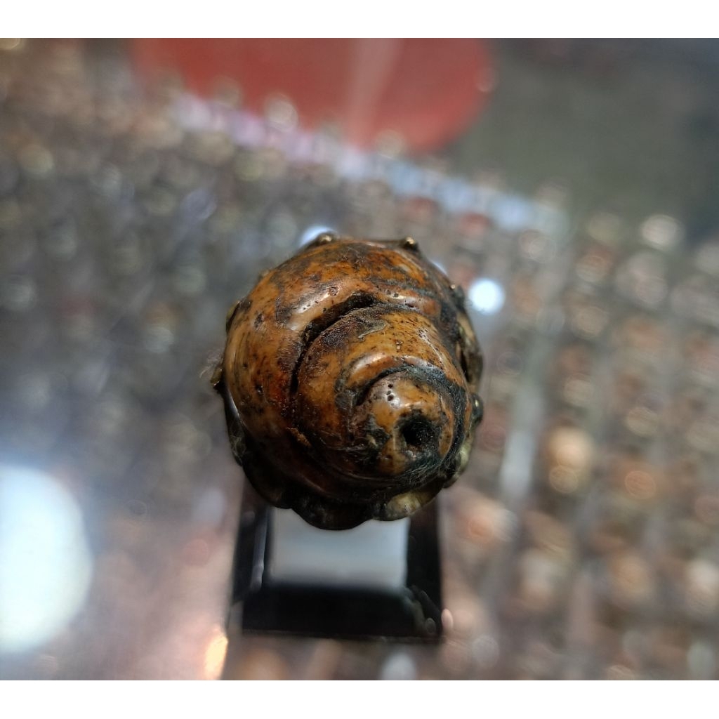 Cincin Fosil keong/kol buntet(Natural)