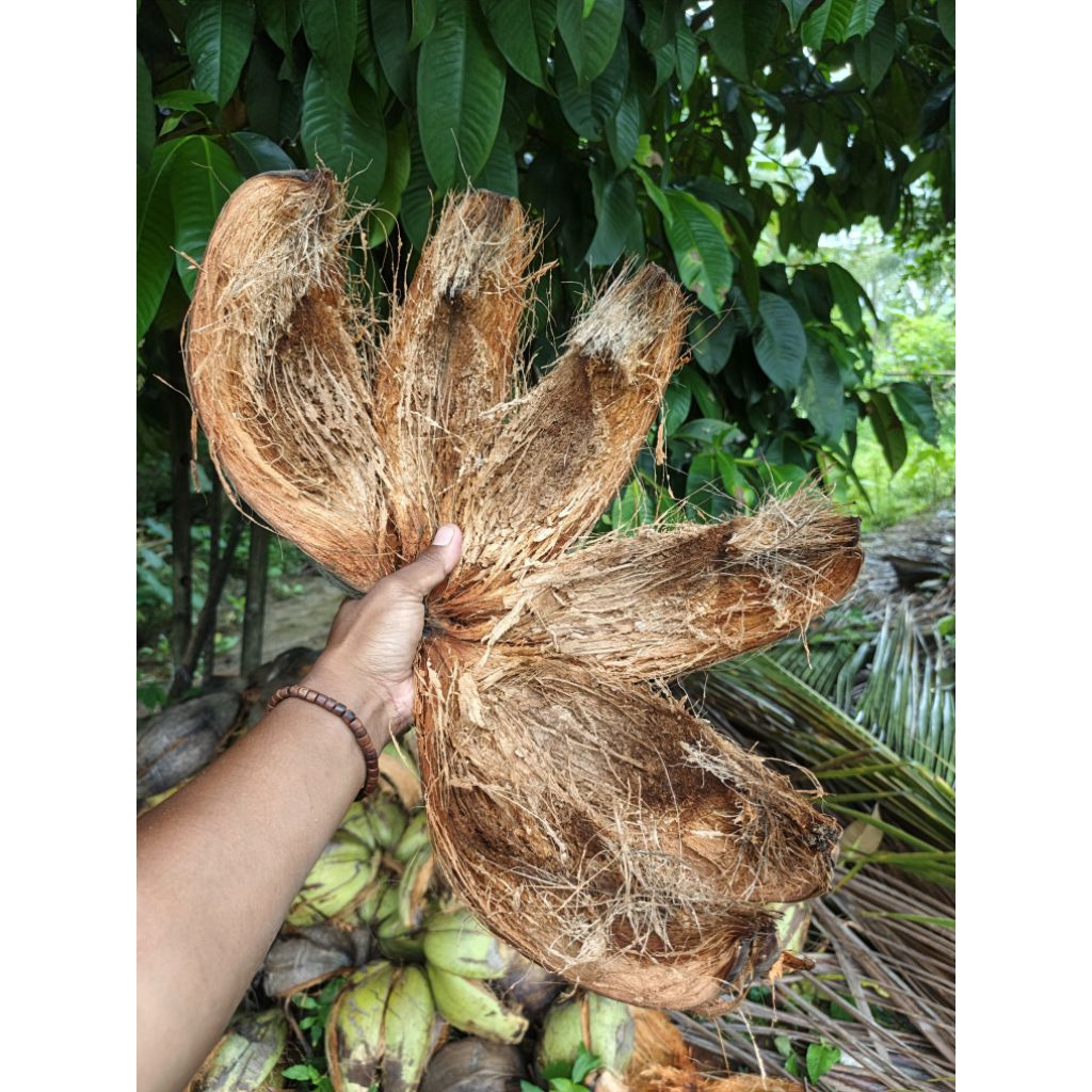 Sabut kelapa tua original 3 sabut tua kering siap kirim