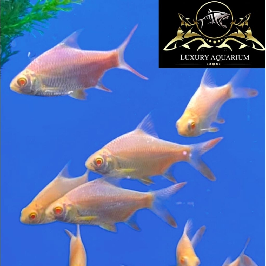 Ikan Kaviat Albino 15cm