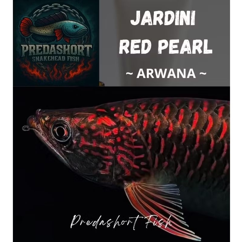 arwana jardini red Pearl bergaransi
