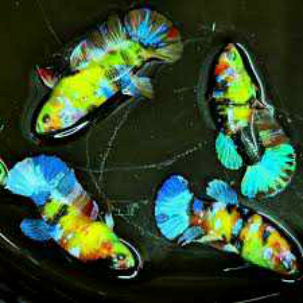kardus hiasan aquarium Cupang Glow Fish Maskot keren kekinian