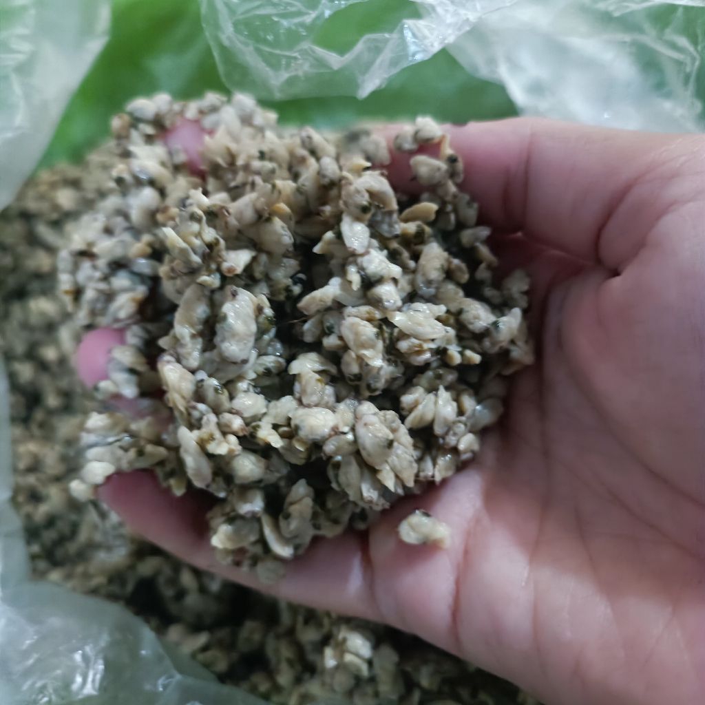 DAGING KERANG KUPANG KUPAS 500GR SEGAR FROZEN