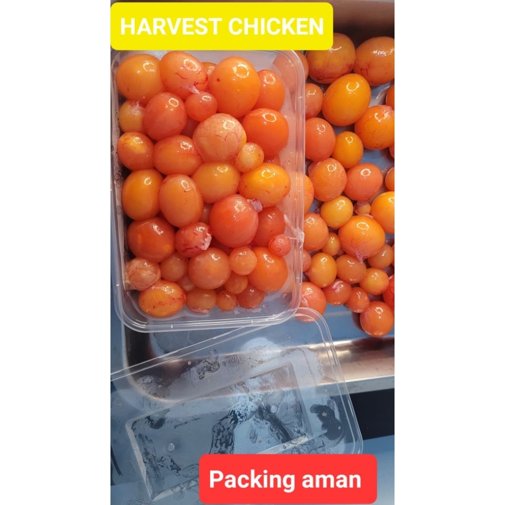 Telur Muda Ayam Peren Segar  "500gr"  | Uritan Ayam untuk Mie Ayam & Bubur | Bersih siap  kirim