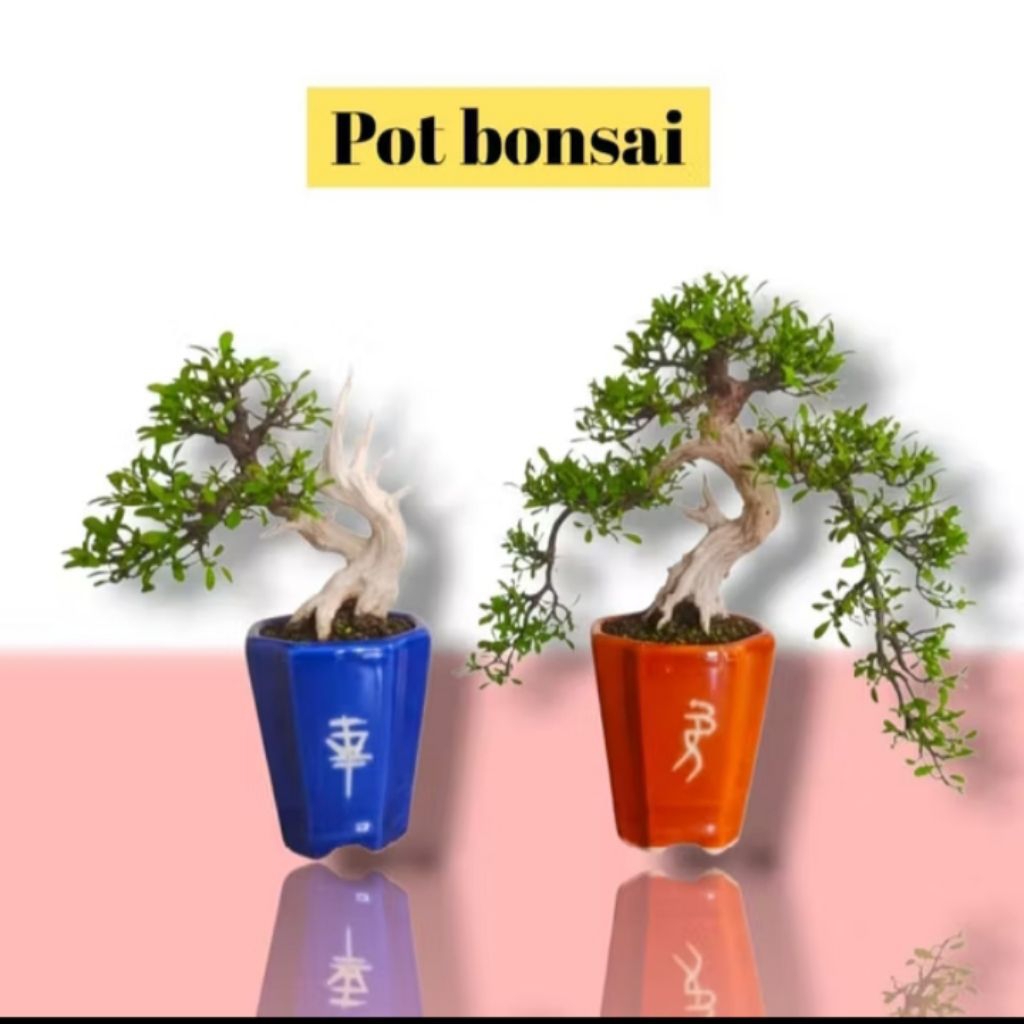 Pot Keramik Bonsai Shito Cascade lukis mame