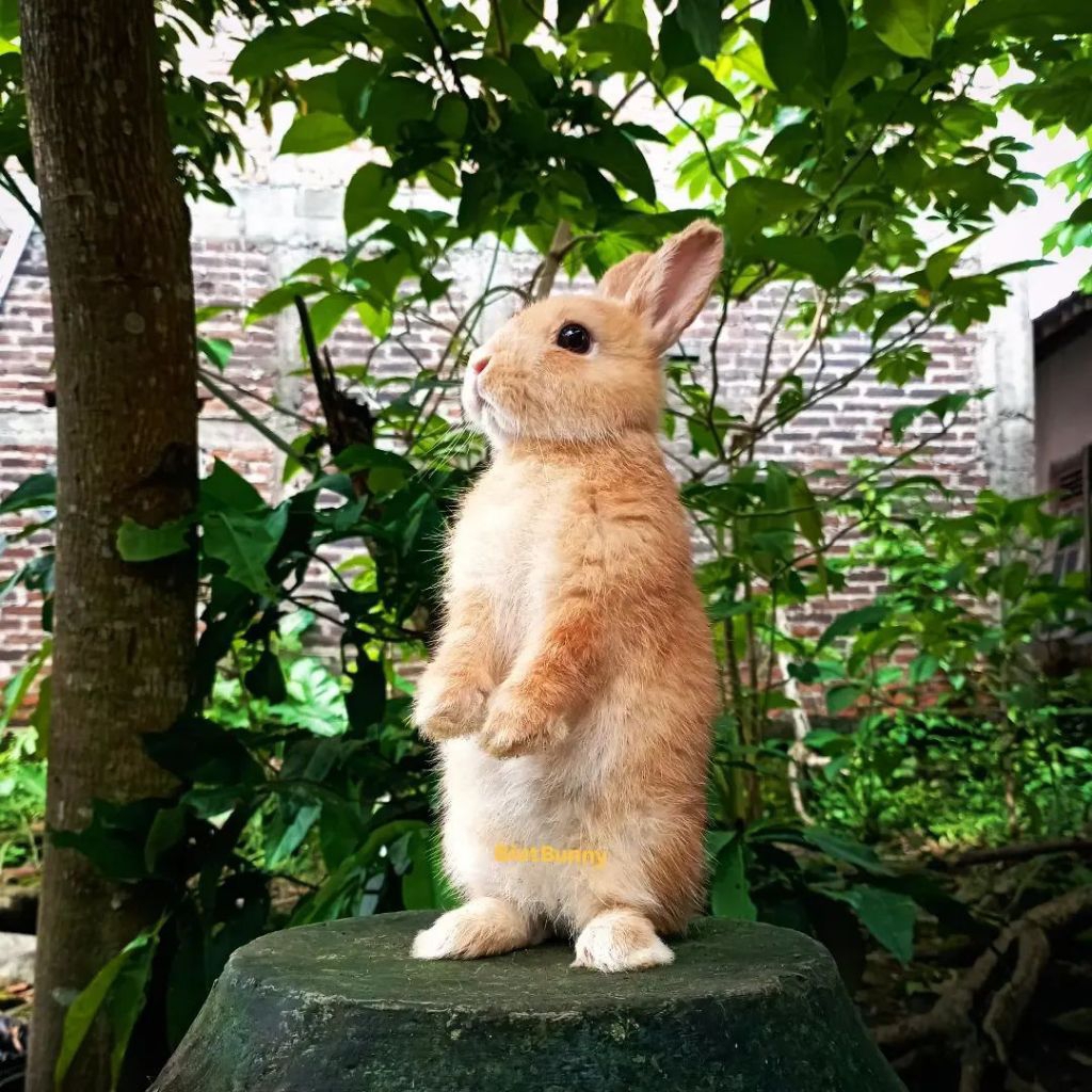 Anakan Kelinci hias Mini Netherland Dwarf