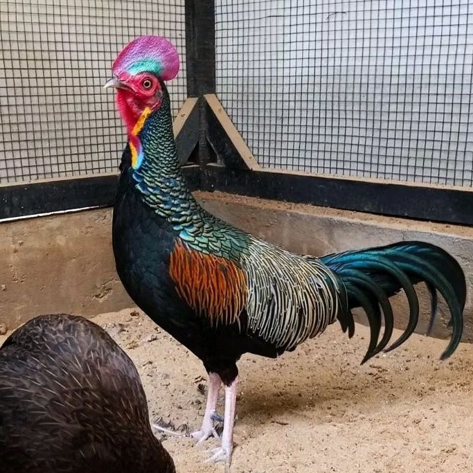 TELUR AYAM HUTAN ASLI UNTUK DITETASKAN