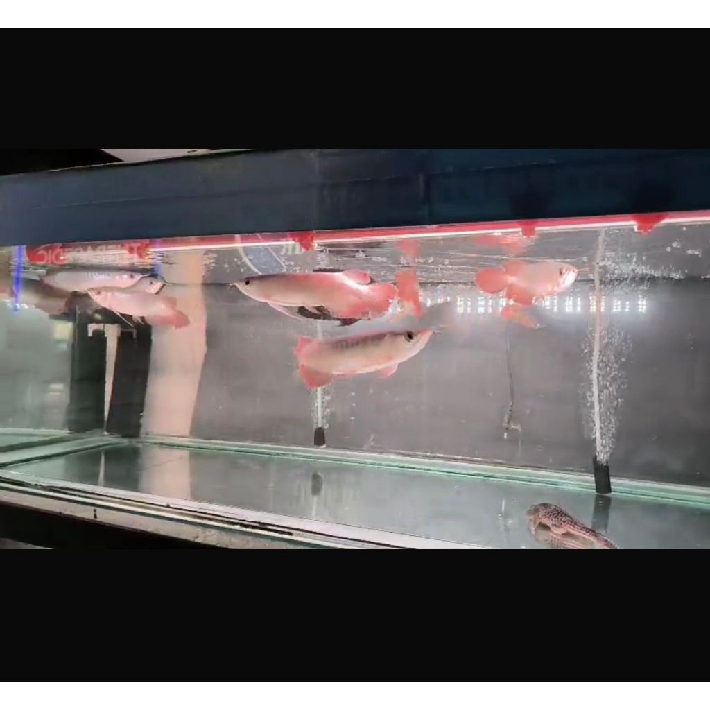 Ikan Arwana Super Red Ukuran ± 20 cm (TERMASUK SERTIFIKAT+ CHIP)