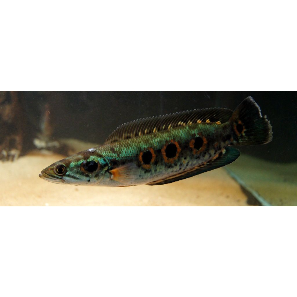 pesanan ornamen aquarium pleuro