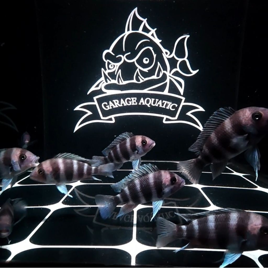 (INSTANT) FRONTOSA BURUNDI IKAN HIAS AQUARIUM