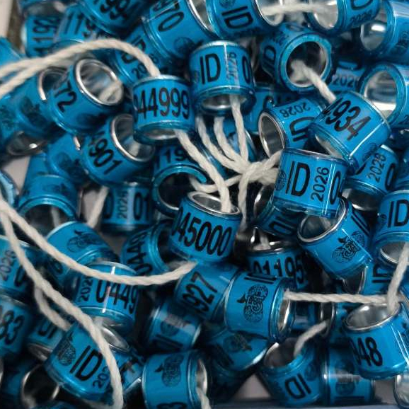 RING RESMI MERPATI POS POMSI ID 2026 FCI