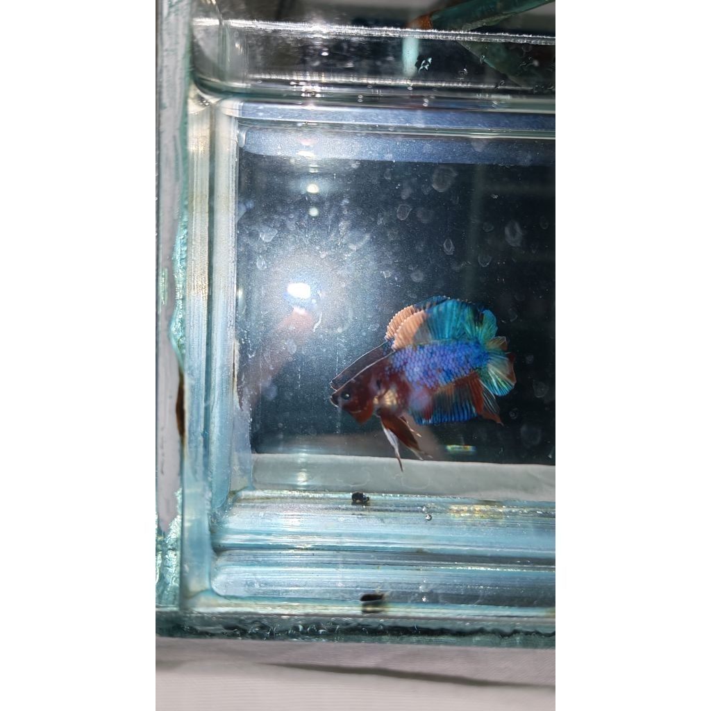 Hiasan Aquarium Lucu Cupang ori thailand plakat Double Tail Multi Candy Full Blok
