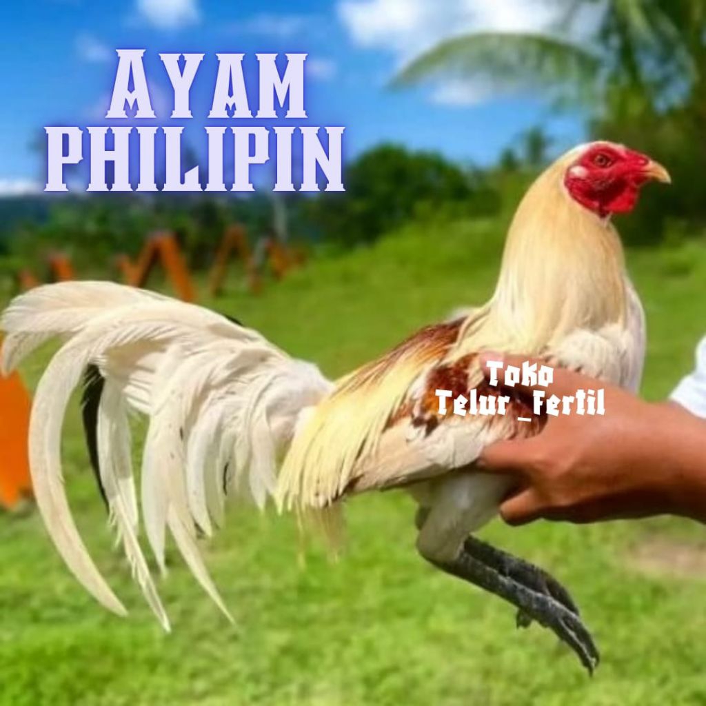 TELUR AYAM PHILIPIN ASLI ORIGINAL UNTUK DITETASKAN