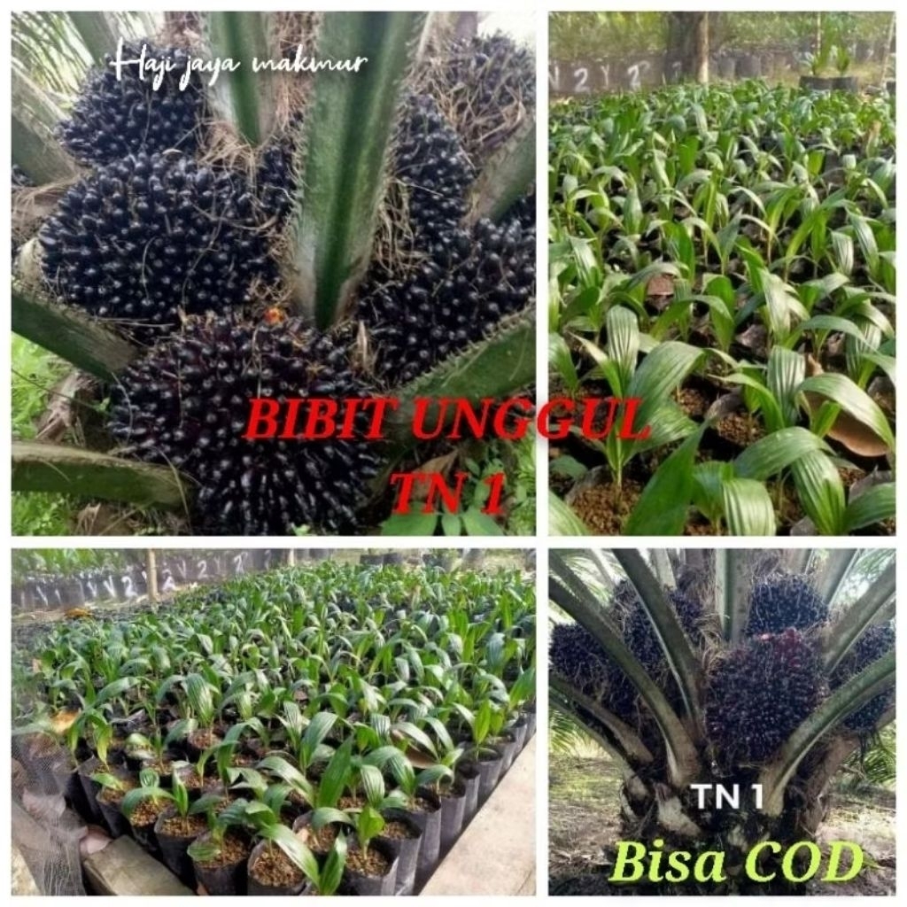 Bibit Benih Kecambah Sawit DXP TN 1 BERKUALITAS UNGGUL (150 butir)