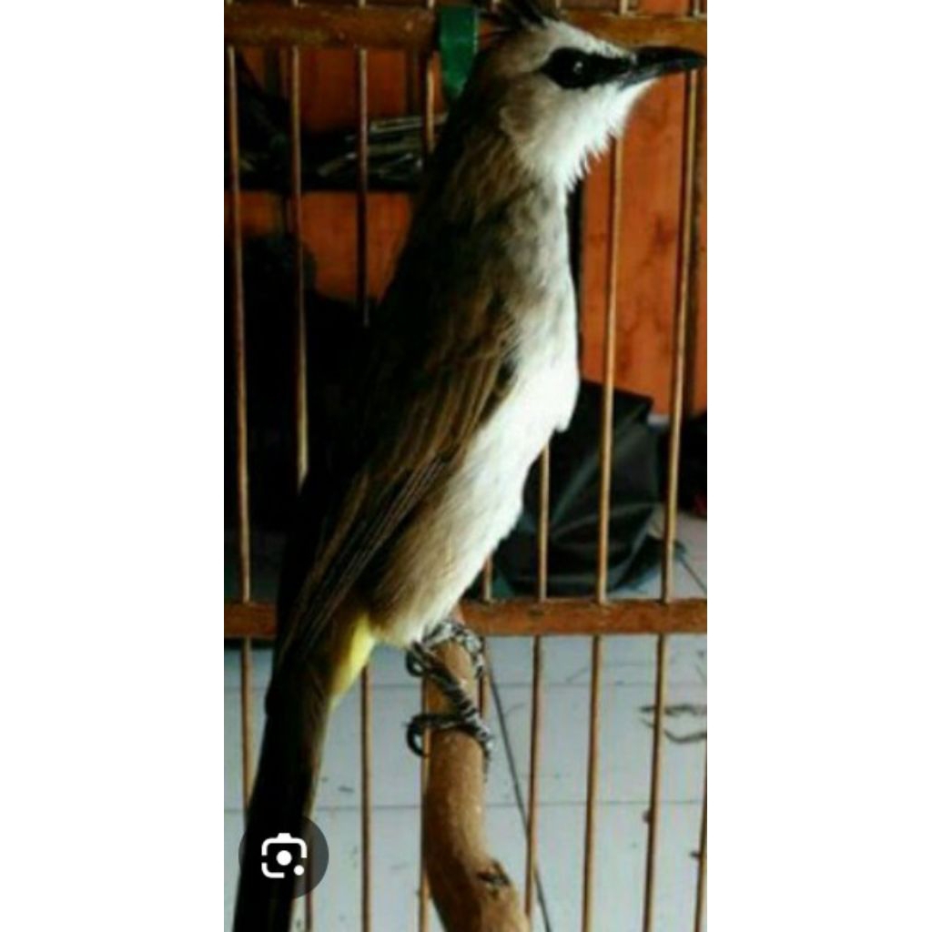 trucuk an kebo Jawa timur, jantan sudah binyi