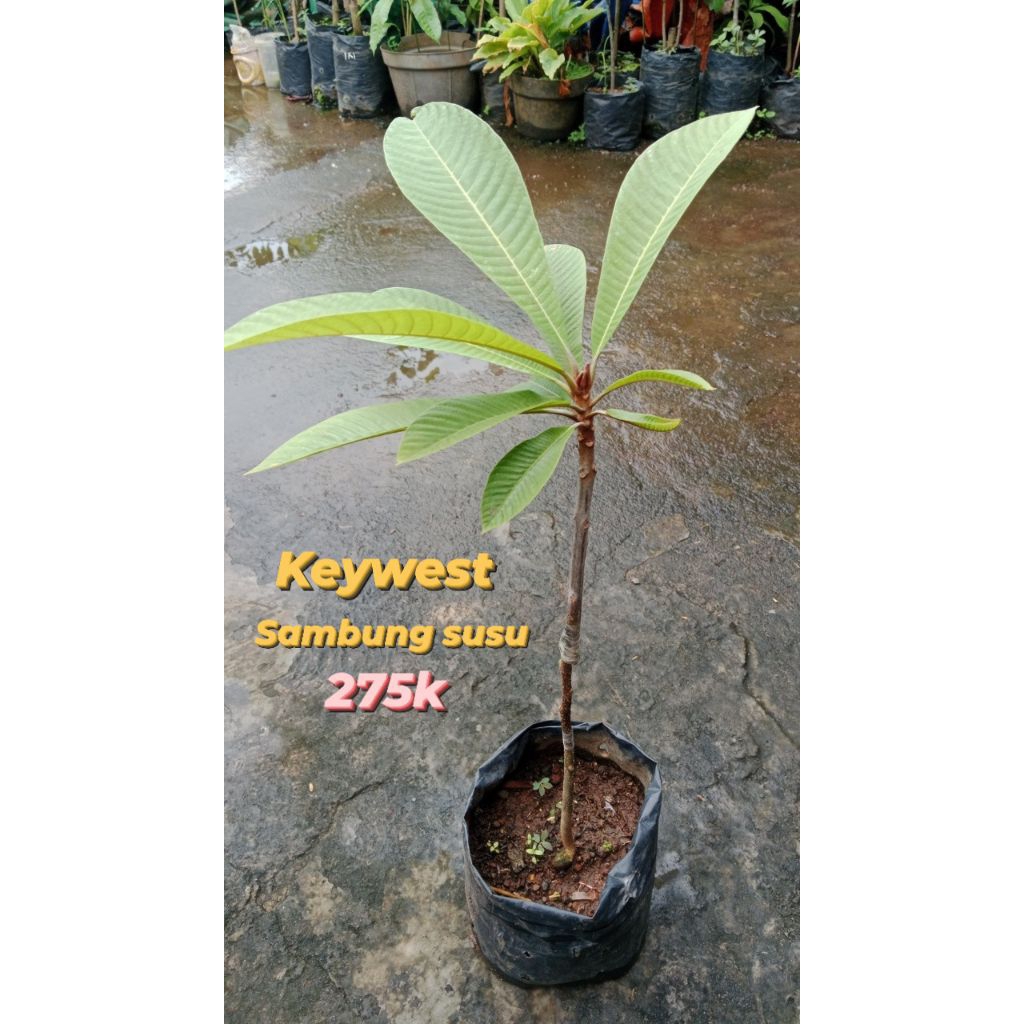 mamey sapote keywest