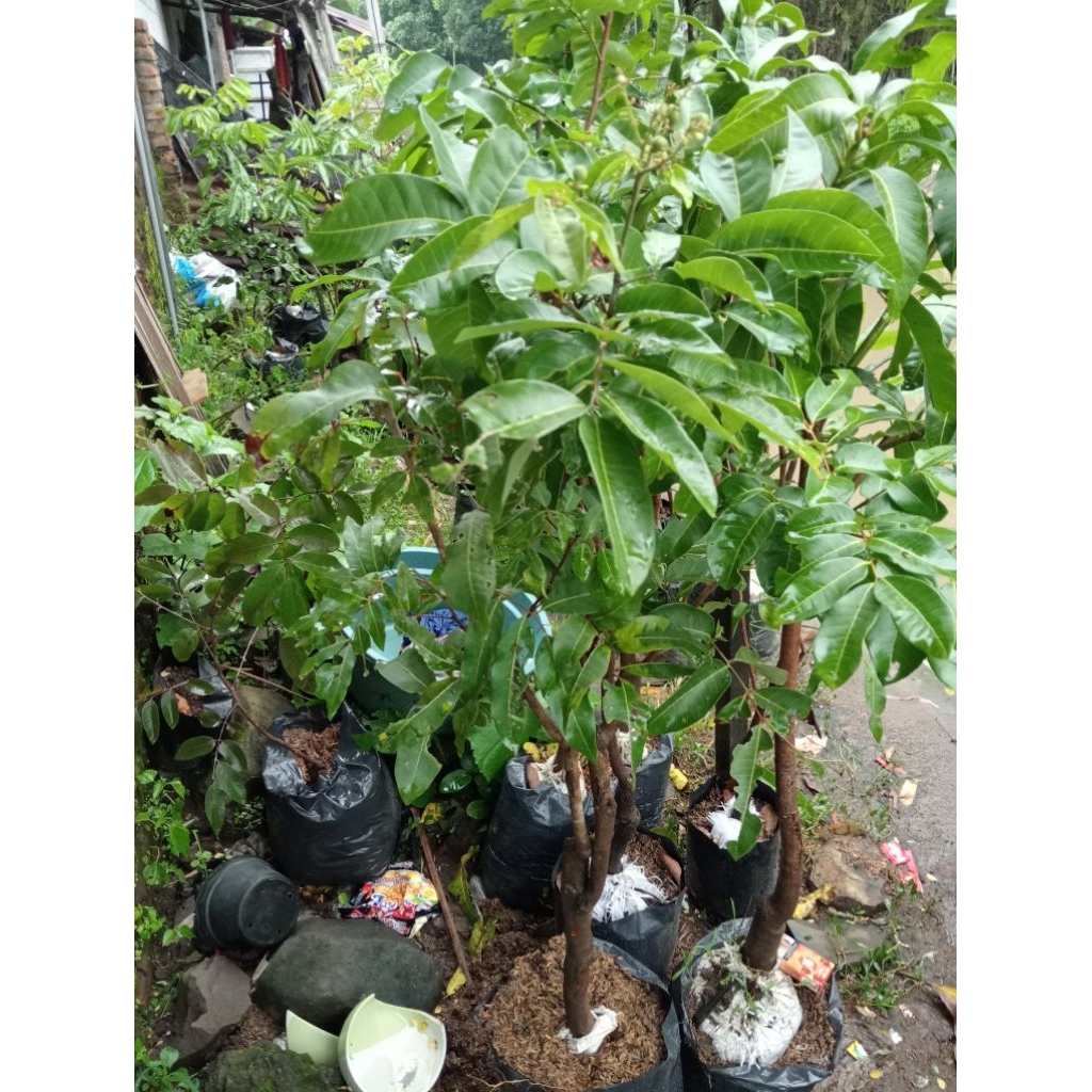 pohon kelengkeng matalada spek induk batang besar