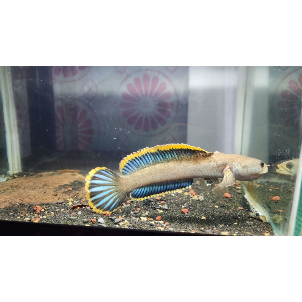 Patung ikan channa limbata