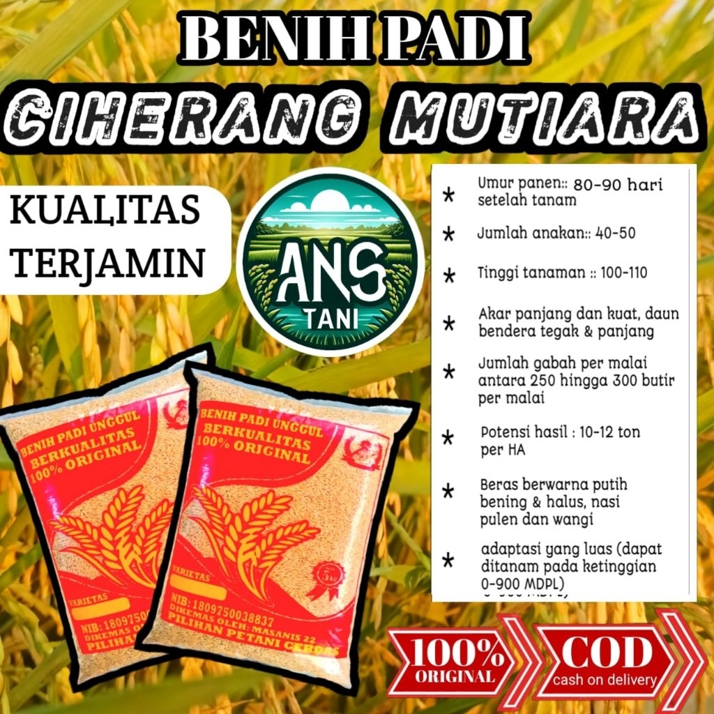 Benih padi unggul CIHERANG MUTIARA kemasan 5kg