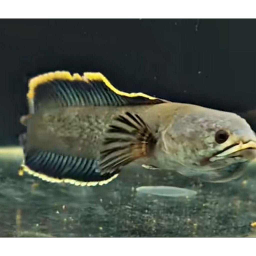 Limbata Jantan Jumbo Gondrong rim tebal size 15-20cm