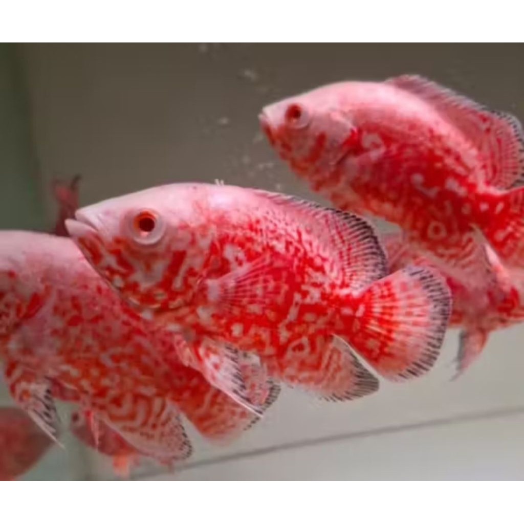 OSCAR OSKAR NEMO 4JARI