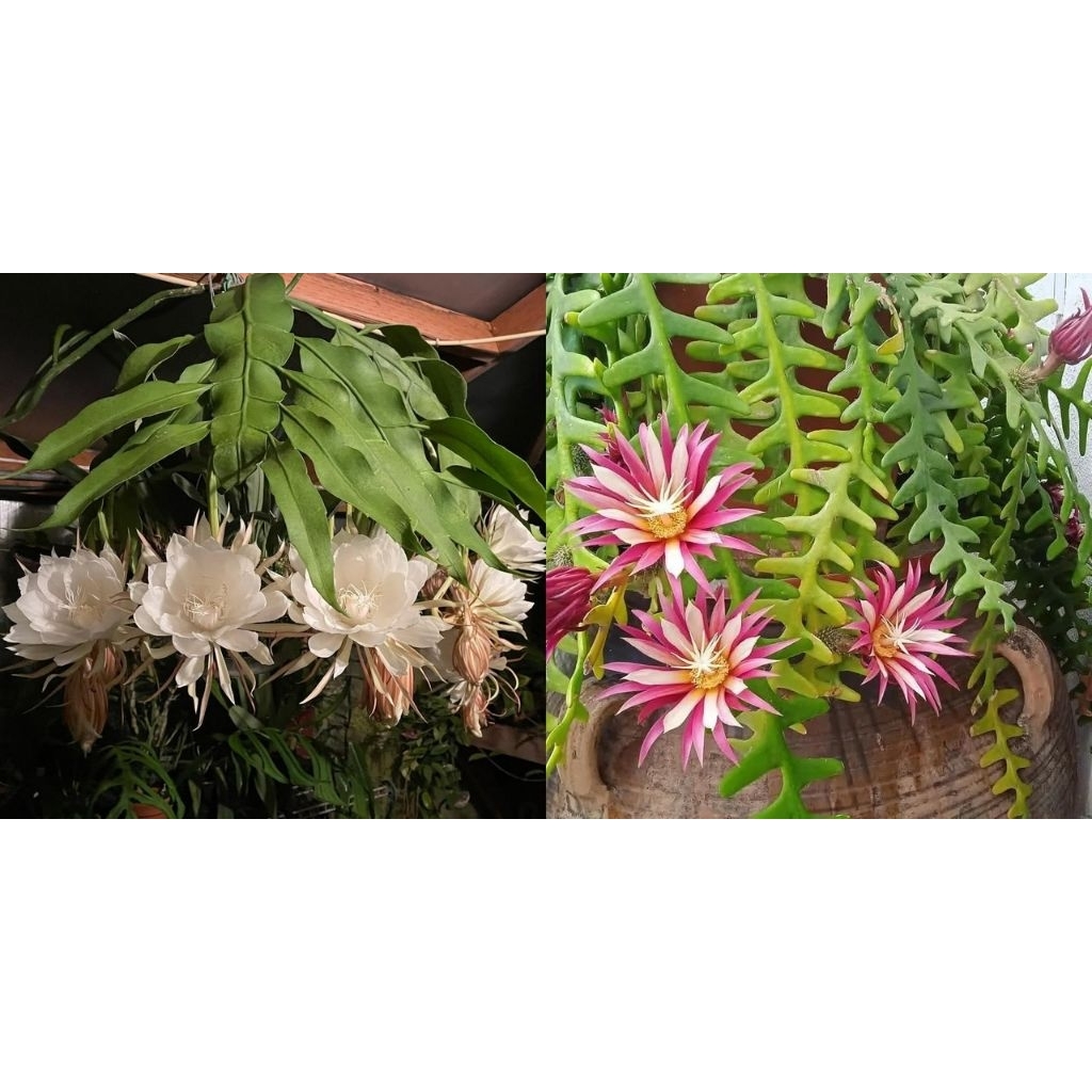 Tanaman Bunga Wijaya Kusuma Tanaman Wijaya Kusuma