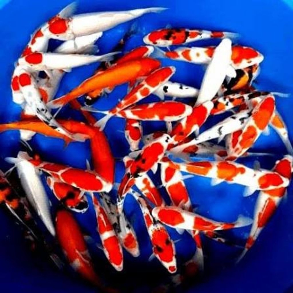 Ikan Koi Blitar Bibit 10-12cm - Sehat, Warna Menarik, Cocok untuk Pembesaran