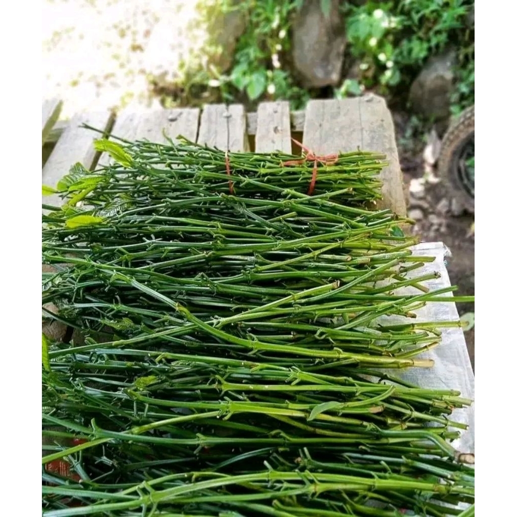 batang tunas kopi Arsyad 20pcs