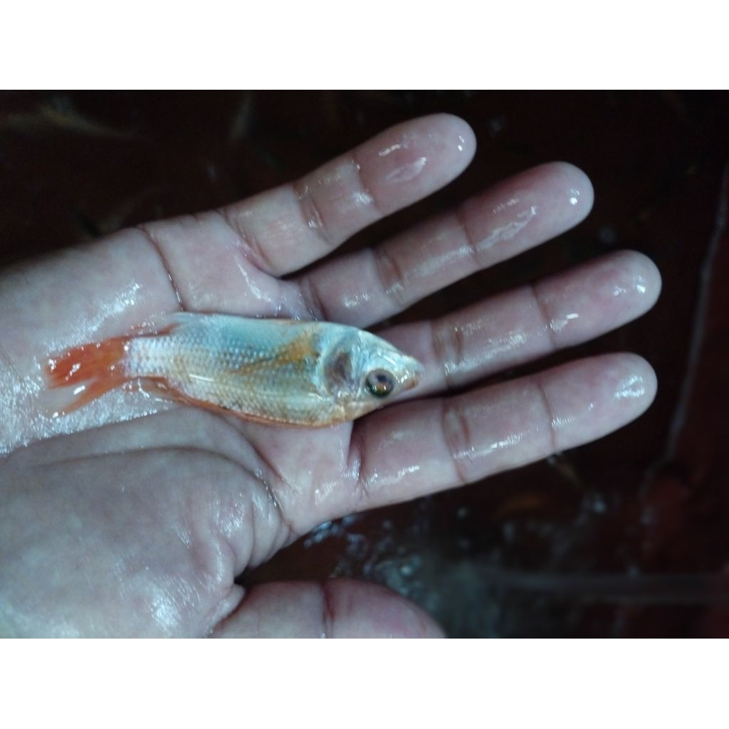 bibit ikan nila merah