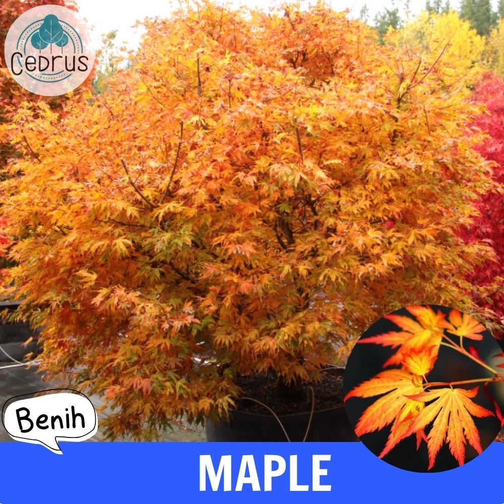 Benih MAPLE AUNTUMN Biji Tanaman Pohon